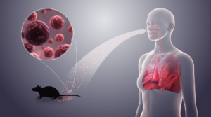 Hantavirus Could Mice Droppings Cause Serious Illness?
